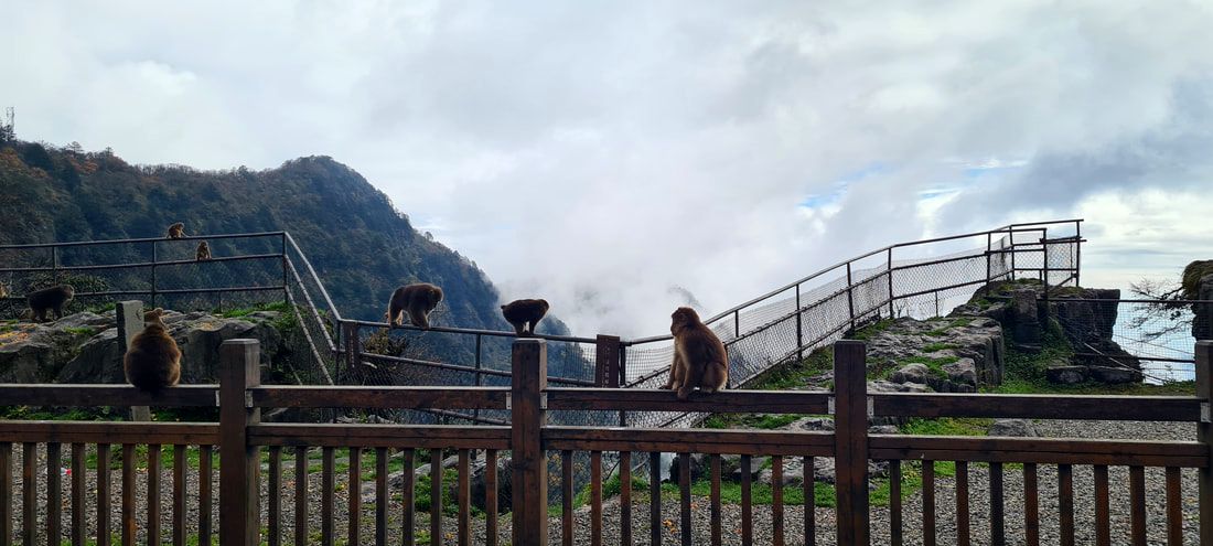 Tibetan Macaques Playing Area: A Scenic Stop Before Trekking Begins