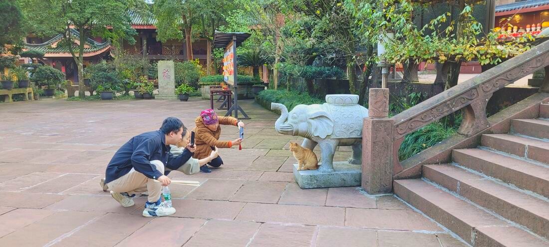 Wannian temple, cats in temples, emei shan Picture